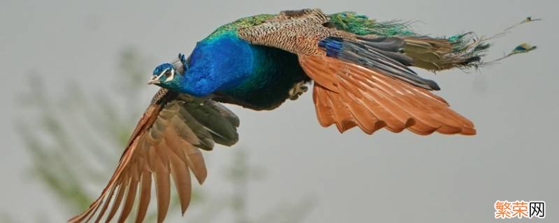 孔雀开屏是哪个部位的羽毛 孔雀开屏的羽毛像什么形状