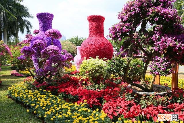 聊聊深圳市花 深圳市市花叫什么名