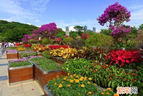 聊聊深圳市花 深圳市市花叫什么名