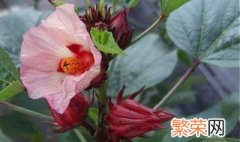 玫瑰茄是什么 玫瑰茄简介