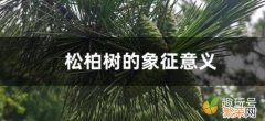 那些诗体现了这些寓意 松柏的象征意义是什么