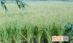 水稻的生长习性 水稻的生长习性介绍