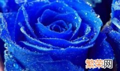 蓝色妖姬玫瑰花语 蓝色妖姬玫瑰花语介绍