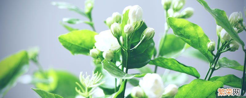 鲜茉莉花能不能直接泡水喝 鲜茉莉花可以直接泡水吗