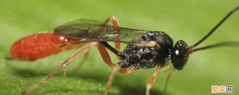 舍腰蜂的特点 舍腰蜂的特点是什么