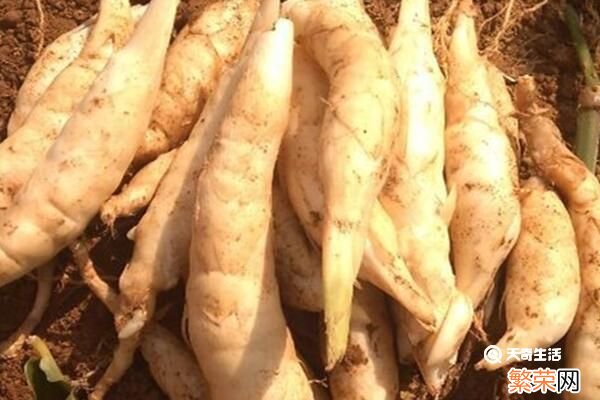 竹薯粉的功效与作用 竹薯粉的功效