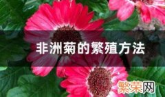 非洲菊怎么繁殖 非洲菊的繁殖方法