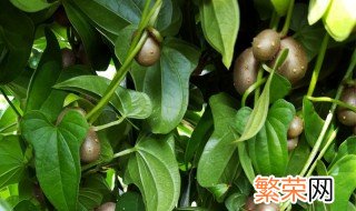 山药豆是什么 山药豆的介绍