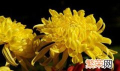 菊花怎么养保鲜 保鲜菊花的方法介绍