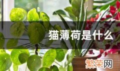 猫薄荷是什么植物 猫薄荷植物的介绍