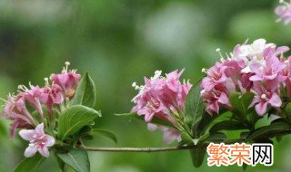 海仙花和锦带花的区别是什么 海仙花和锦带花的区别介绍