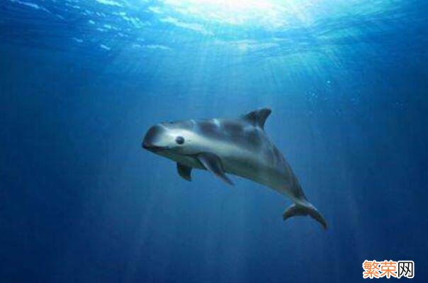 十大巨型海洋生物 海洋生物十大可爱生物