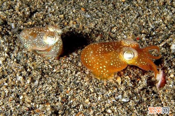 十大巨型海洋生物 海洋生物十大可爱生物