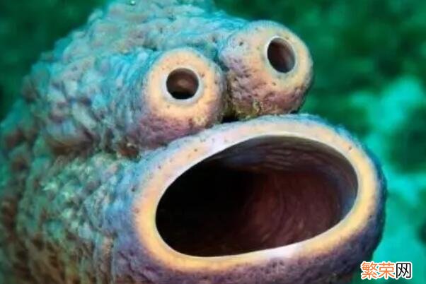 十大巨型海洋生物 海洋生物十大可爱生物