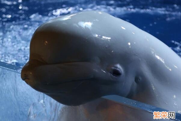 十大巨型海洋生物 海洋生物十大可爱生物