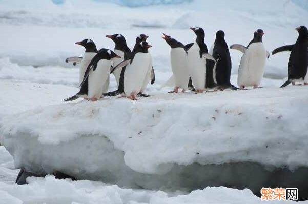 十大巨型海洋生物 海洋生物十大可爱生物