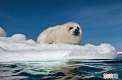 十大巨型海洋生物 海洋生物十大可爱生物