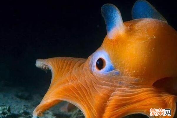 十大巨型海洋生物 海洋生物十大可爱生物