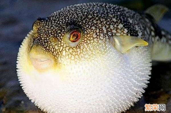 十大巨型海洋生物 海洋生物十大可爱生物