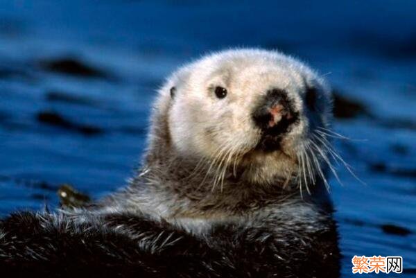 十大巨型海洋生物 海洋生物十大可爱生物