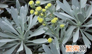 芙蓉菊在家居中的作用 芙蓉菊在家居中的作用是什么