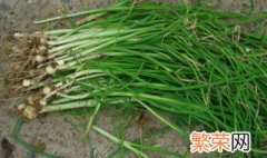 薤白是什么野菜 关于薤白简介