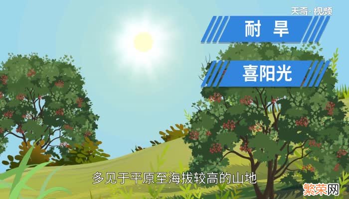 花椒的产地 花椒产地主要在哪个省