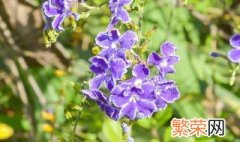 风铃花花语是什么 风铃花花语的介绍