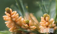 什么是松花粉 松花粉是什么