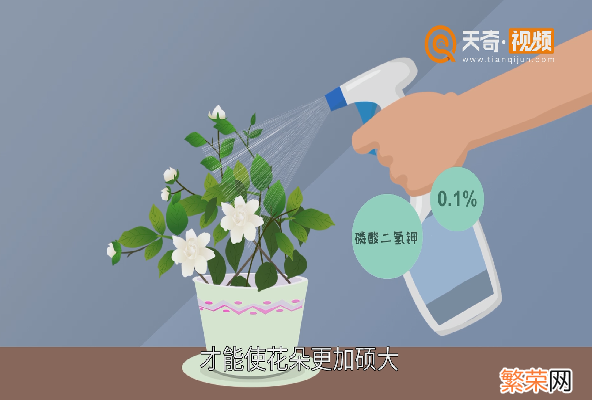 栀子花怎么养