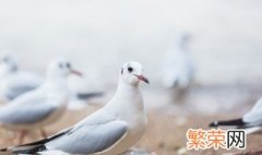 信鸽撞伤怎么处理 可以怎么处理信鸽的伤口