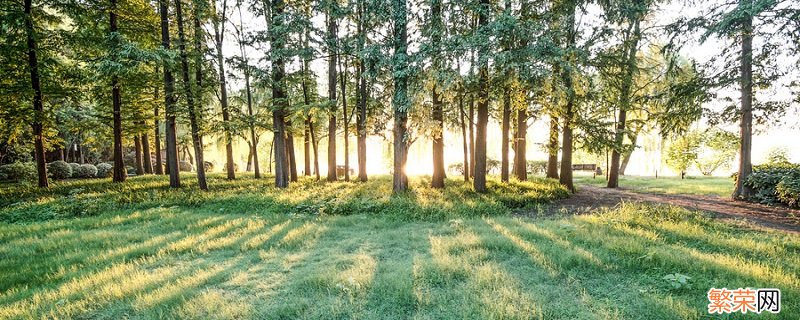 卷柏是什么植物 卷柏的养殖方法