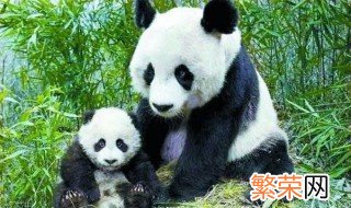 大熊猫为什么生的宝宝那么小 大熊猫为什么生的宝宝比较的小