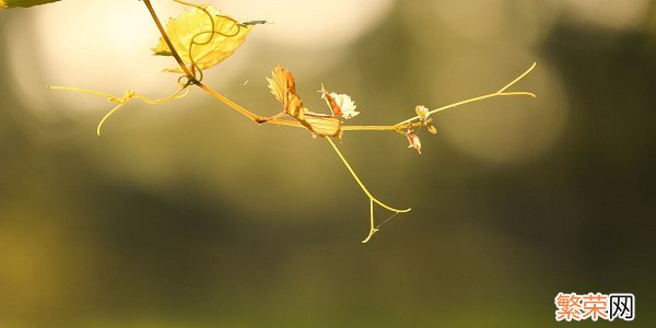 处暑不出头后面是什么 处暑不出头后一句是什么