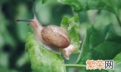 雨后常见的蜗牛品种 雨后常见的蜗牛品种有哪些