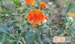 菠萝菊的花语是什么 菠萝菊有哪些花语