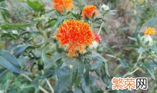 菠萝菊的花语是什么 菠萝菊有哪些花语