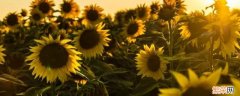 阳光影响生物的什么如向日葵 阳光对向日葵的影响