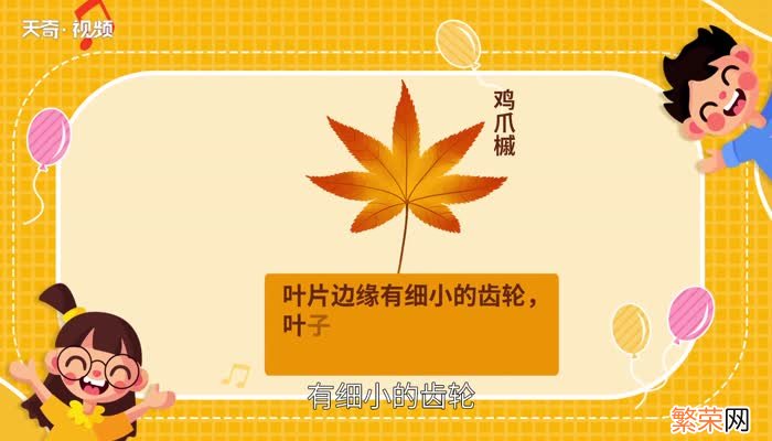 红枫与鸡爪槭的区别 枫树和鸡爪槭一样吗