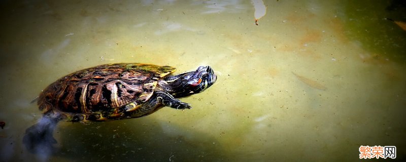 巴西龟寿命 巴西龟的寿命有多长