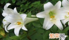 百合花怎么种植 食用百合花怎么种植