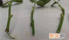 月季花怎么剪枝扦插 月季花的插枝条的方法