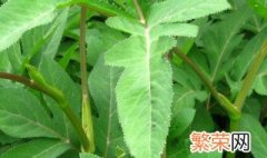 野菜保鲜储存方法 野辣菜长期保存方法