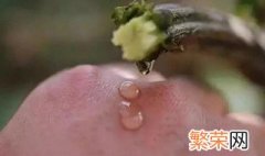 丝瓜水的用途丝瓜水的保存法 丝瓜水的正确保存方法