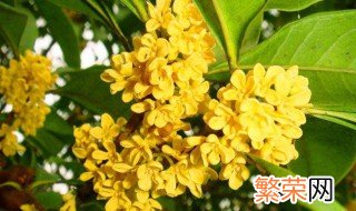 鲜桂花保存方法 桂花怎么保存