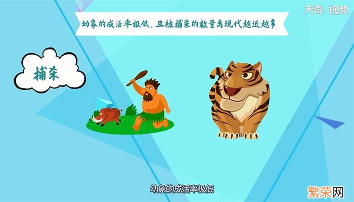 猛犸象是怎么灭绝的 猛犸象是如何灭绝的