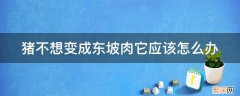 猪为了不想成为东坡肉 猪不想变成东坡肉它应该怎么办