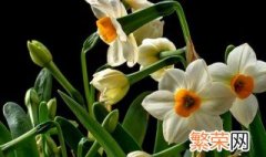 长水仙花养殖方法 水仙花怎么种养