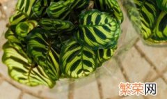 孔雀竹芋的养殖方法 孔雀竹芋的养殖方法和注意事项(水培
