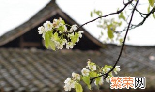 清明节祭祀注意事项 清明节祭祀注意事项温馨提示